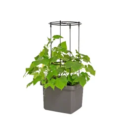Clearance Pindstrup TIL SELVVANDENDE PLANTEKASSE ESPALIER SORT